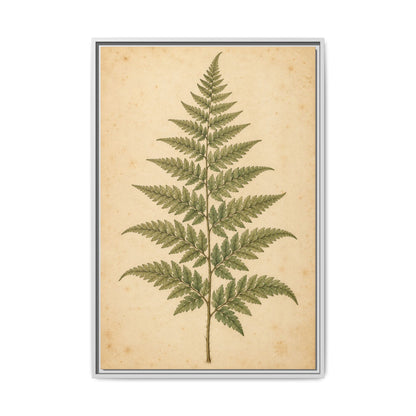 Fern Study · Framed Canvas