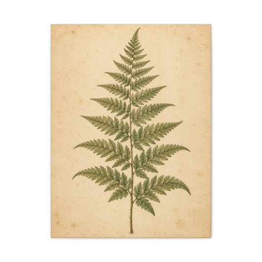 Fern Study · Frameless Canvas