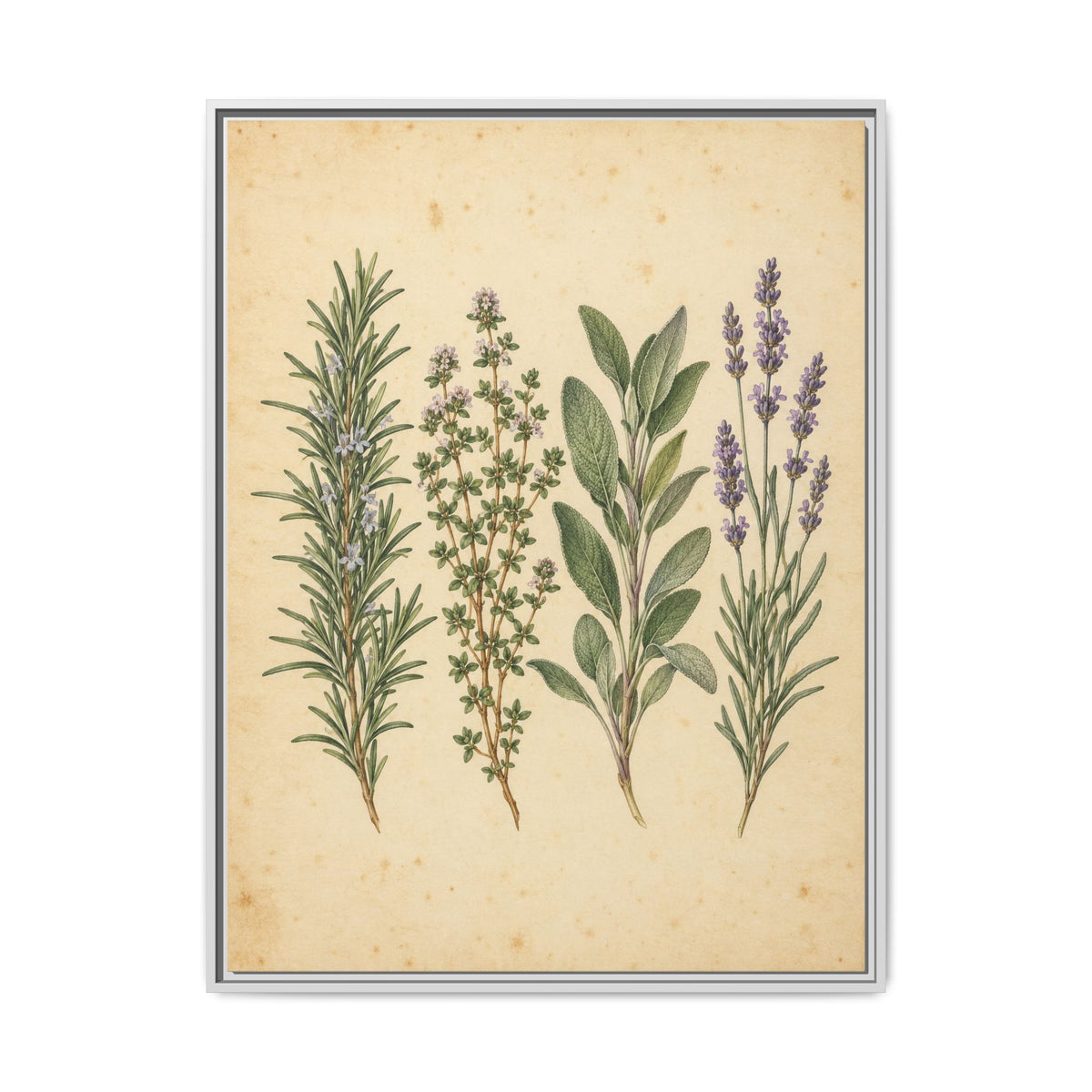 Herb Garden Study · Framed Canvas