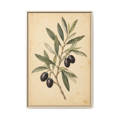 Olive Bough · Framed Canvas