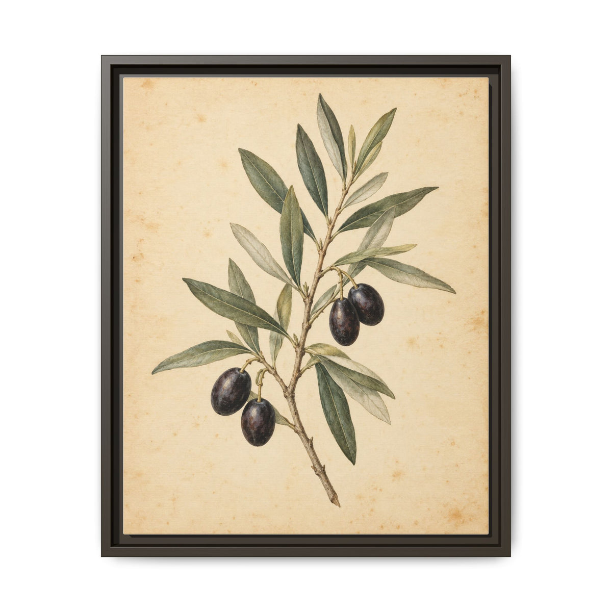 Olive Bough · Framed Canvas