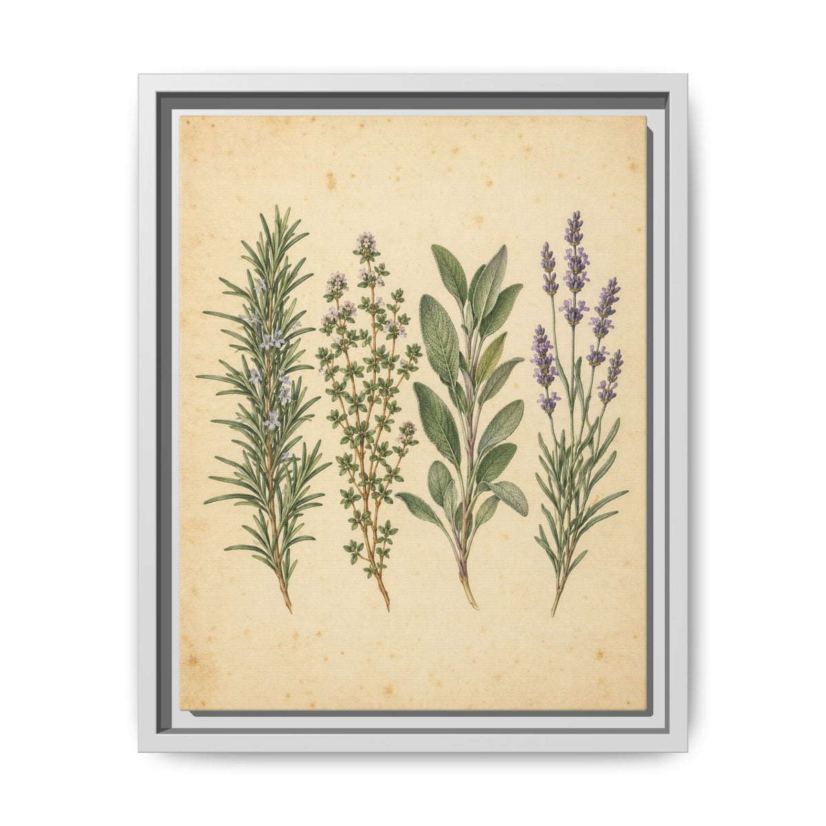 Herb Garden Study · Framed Canvas