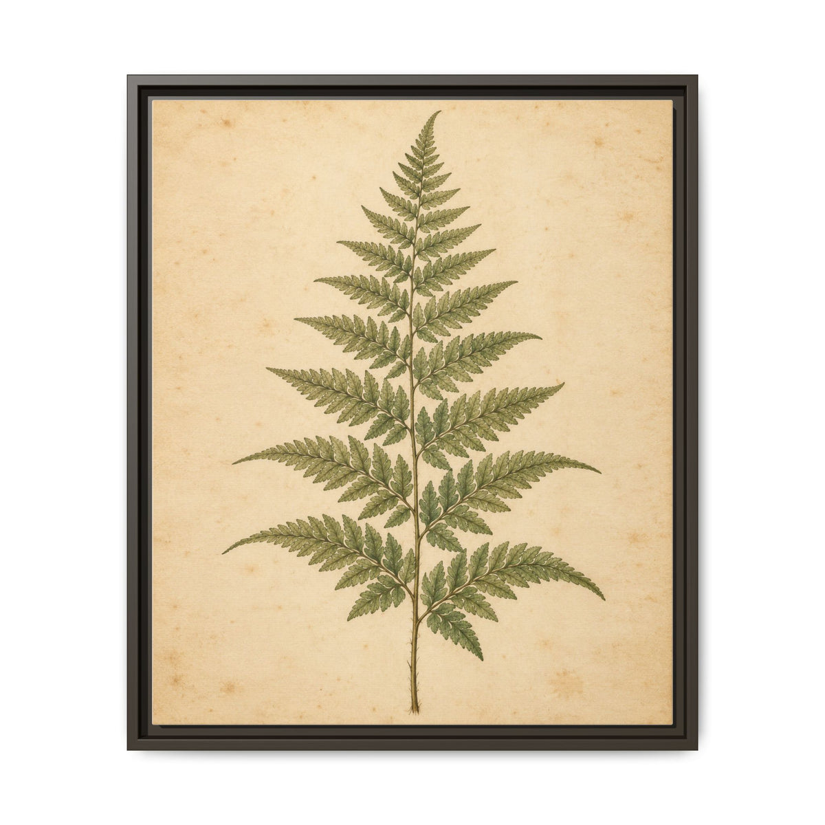 Fern Study · Framed Canvas