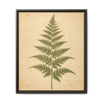 Fern Study · Framed Canvas