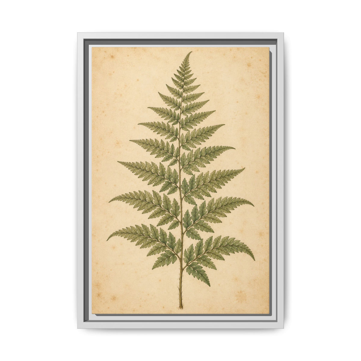 Fern Study · Framed Canvas