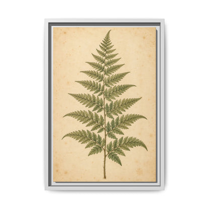 Fern Study · Framed Canvas