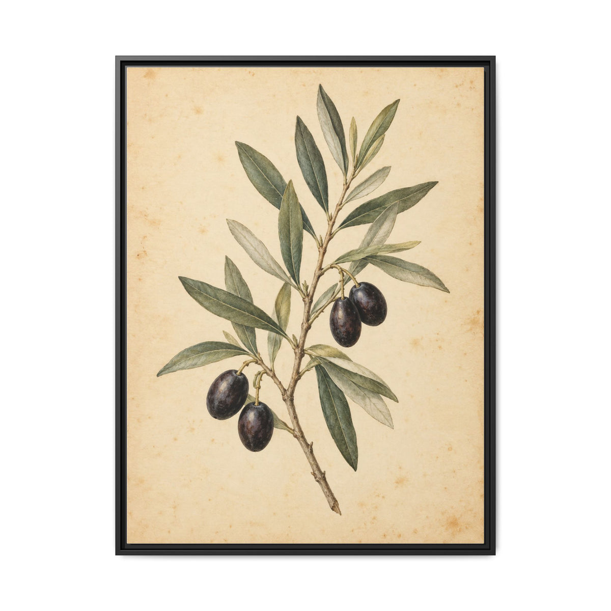 Olive Bough · Framed Canvas