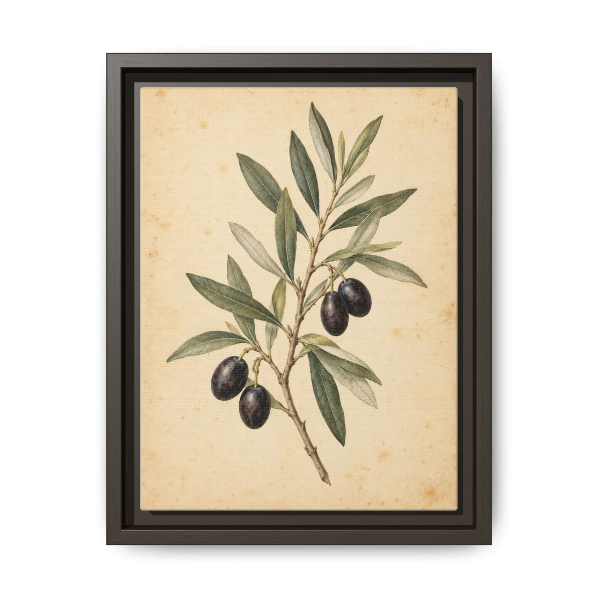 Olive Bough · Framed Canvas