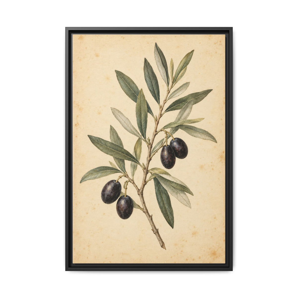 Olive Bough · Framed Canvas