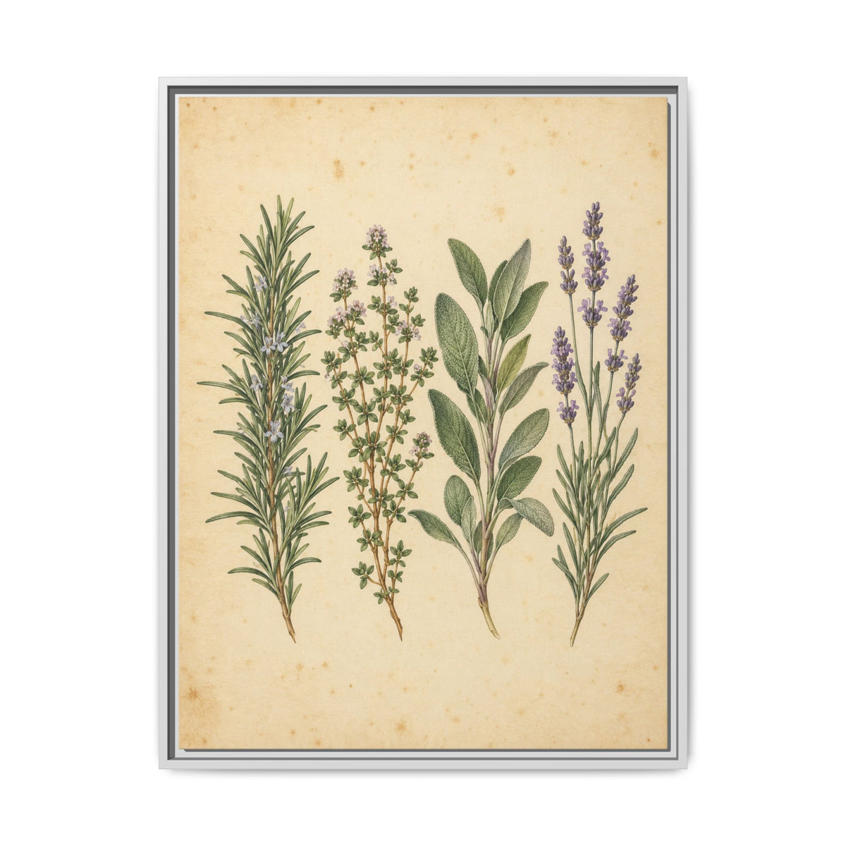 Herb Garden Study · Framed Canvas