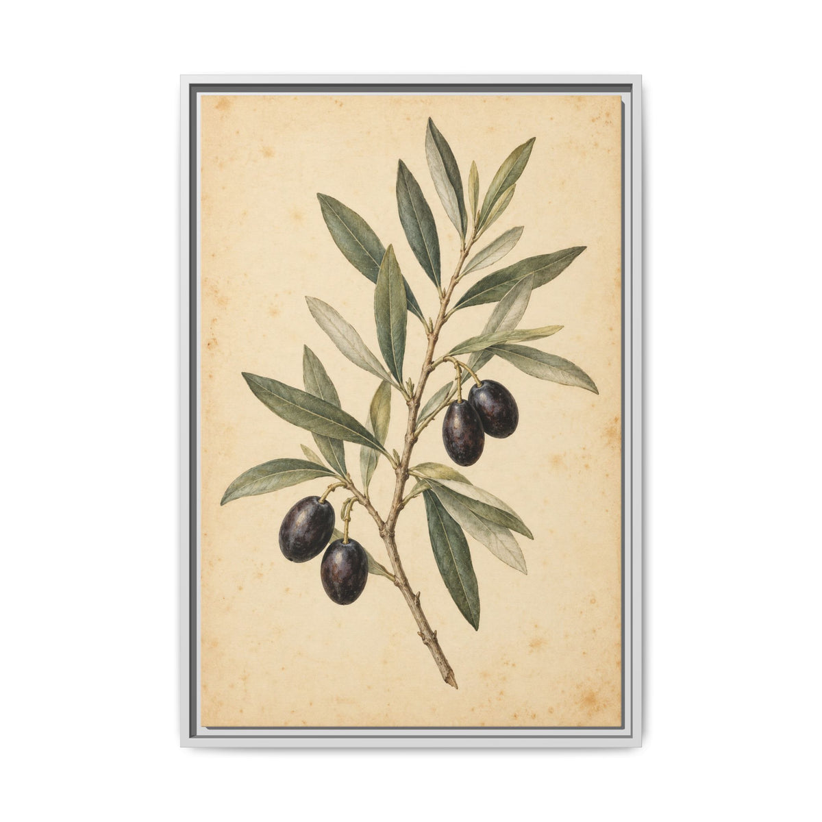 Olive Bough · Framed Canvas