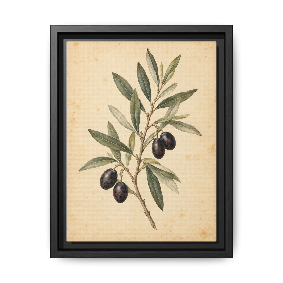 Olive Bough · Framed Canvas