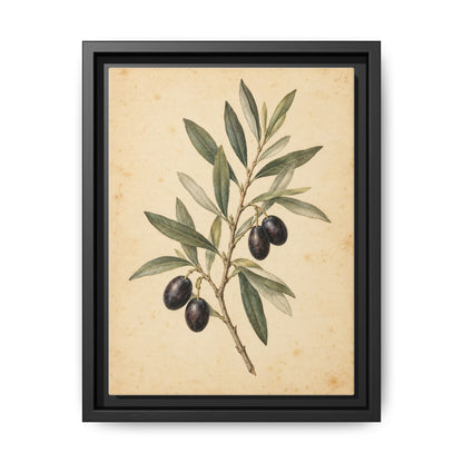Olive Bough · Framed Canvas