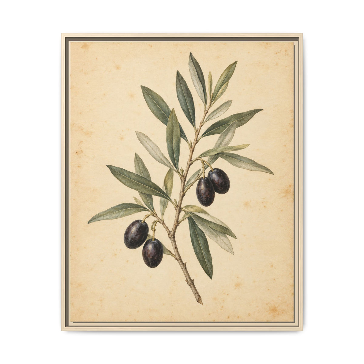 Olive Bough · Framed Canvas