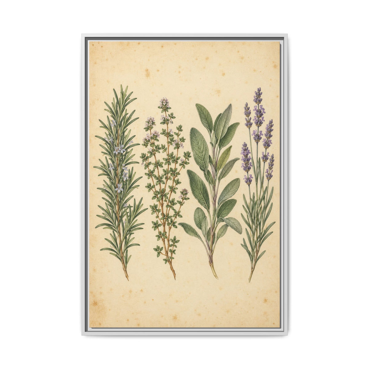 Herb Garden Study · Framed Canvas