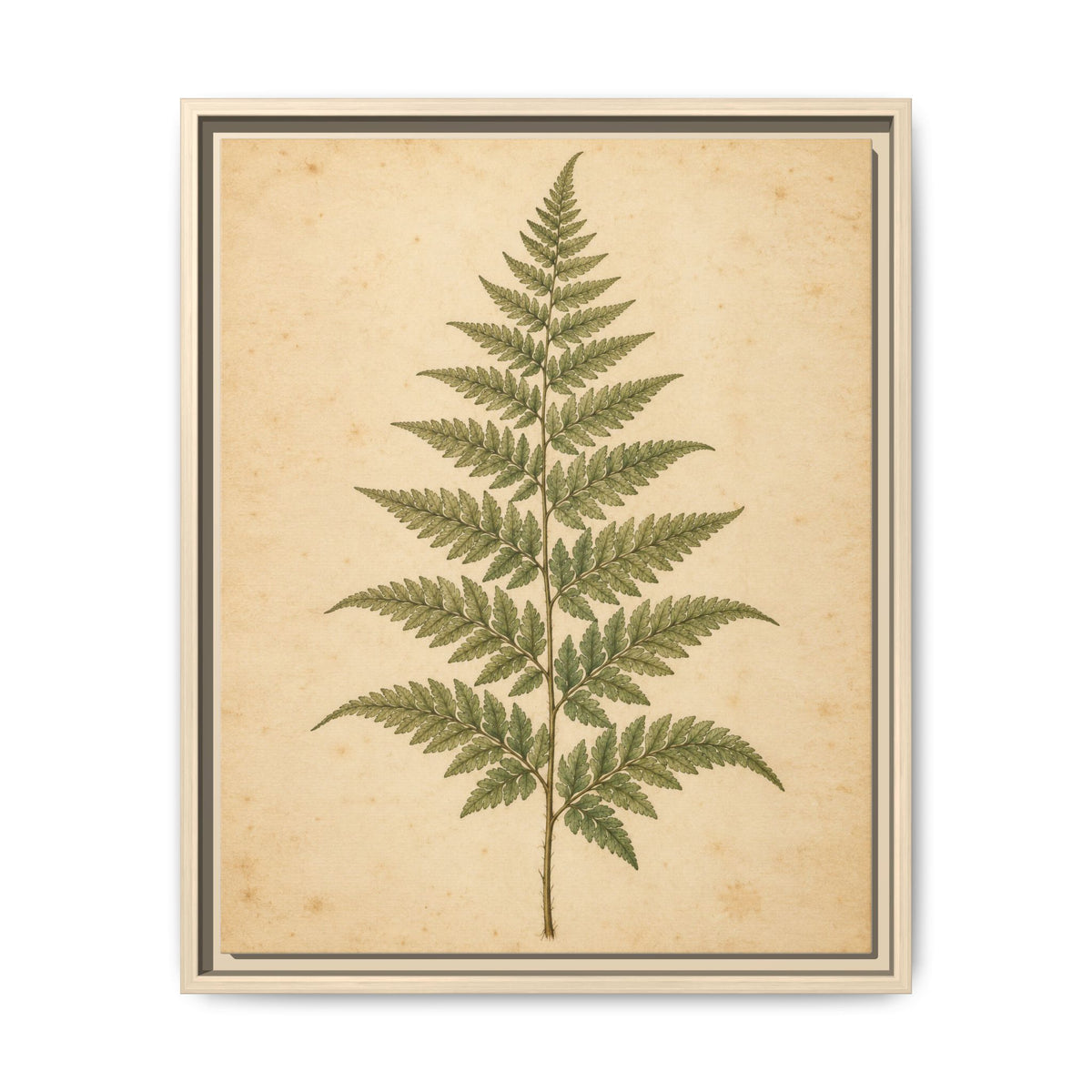 Fern Study · Framed Canvas