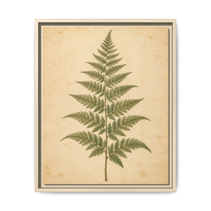 Fern Study · Framed Canvas