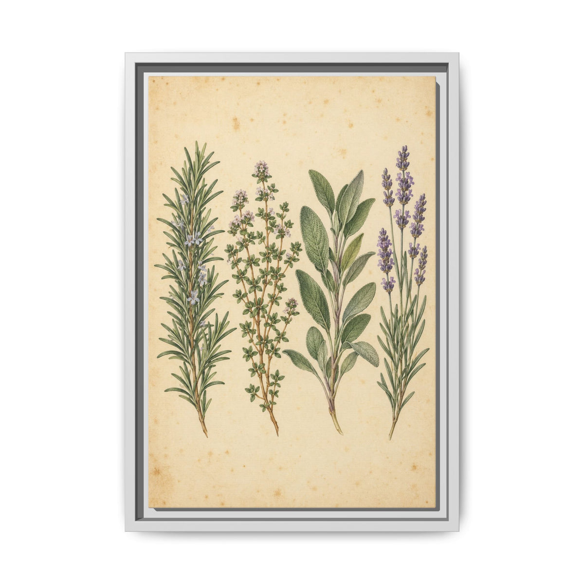 Herb Garden Study · Framed Canvas