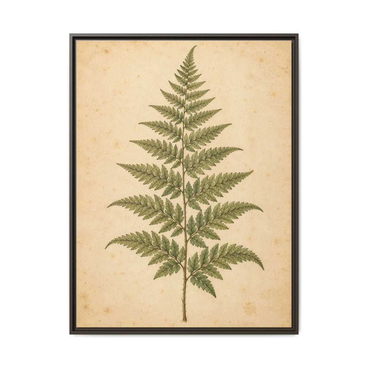 Fern Study · Framed Canvas