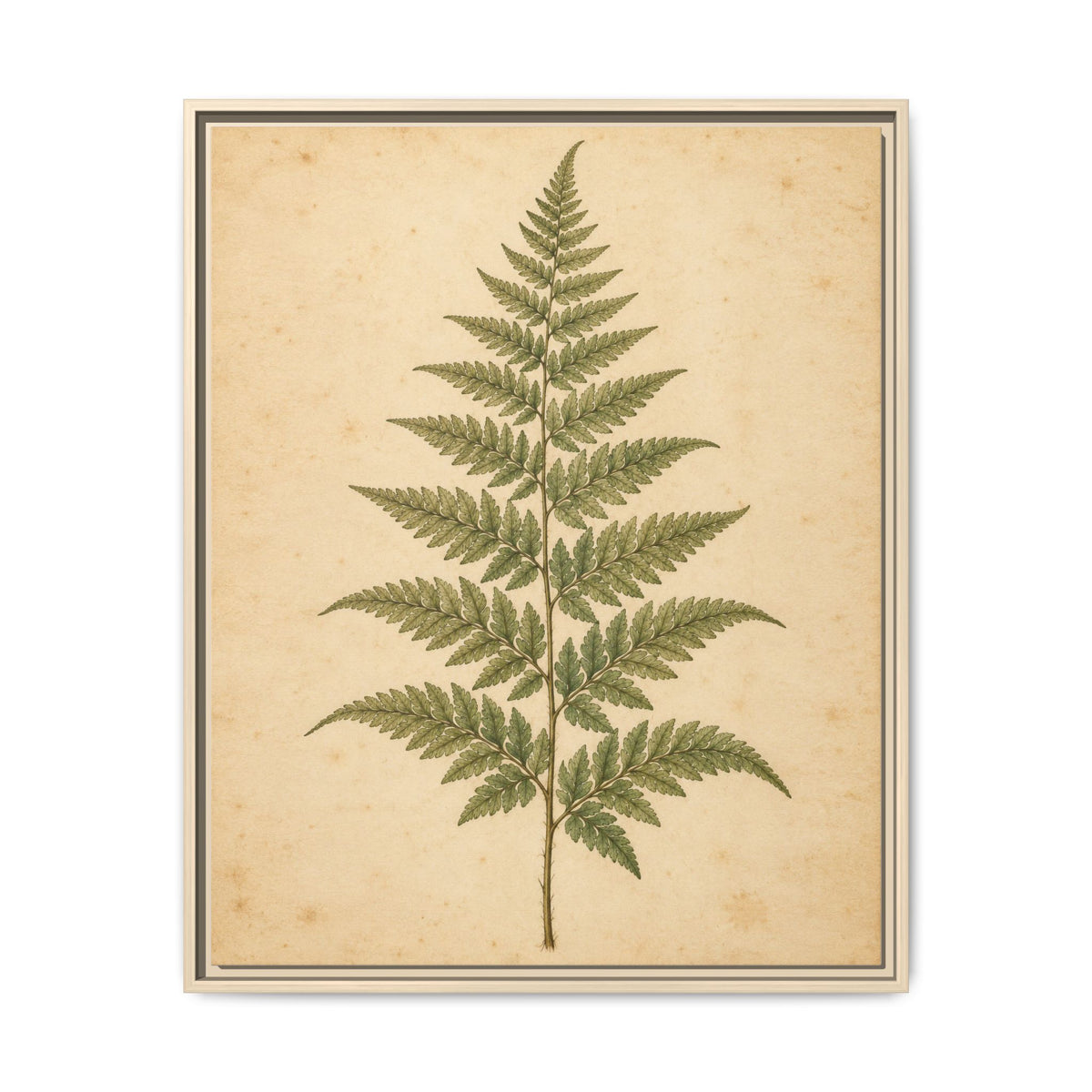 Fern Study · Framed Canvas