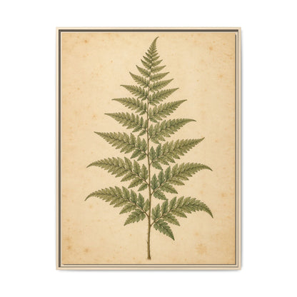 Fern Study · Framed Canvas