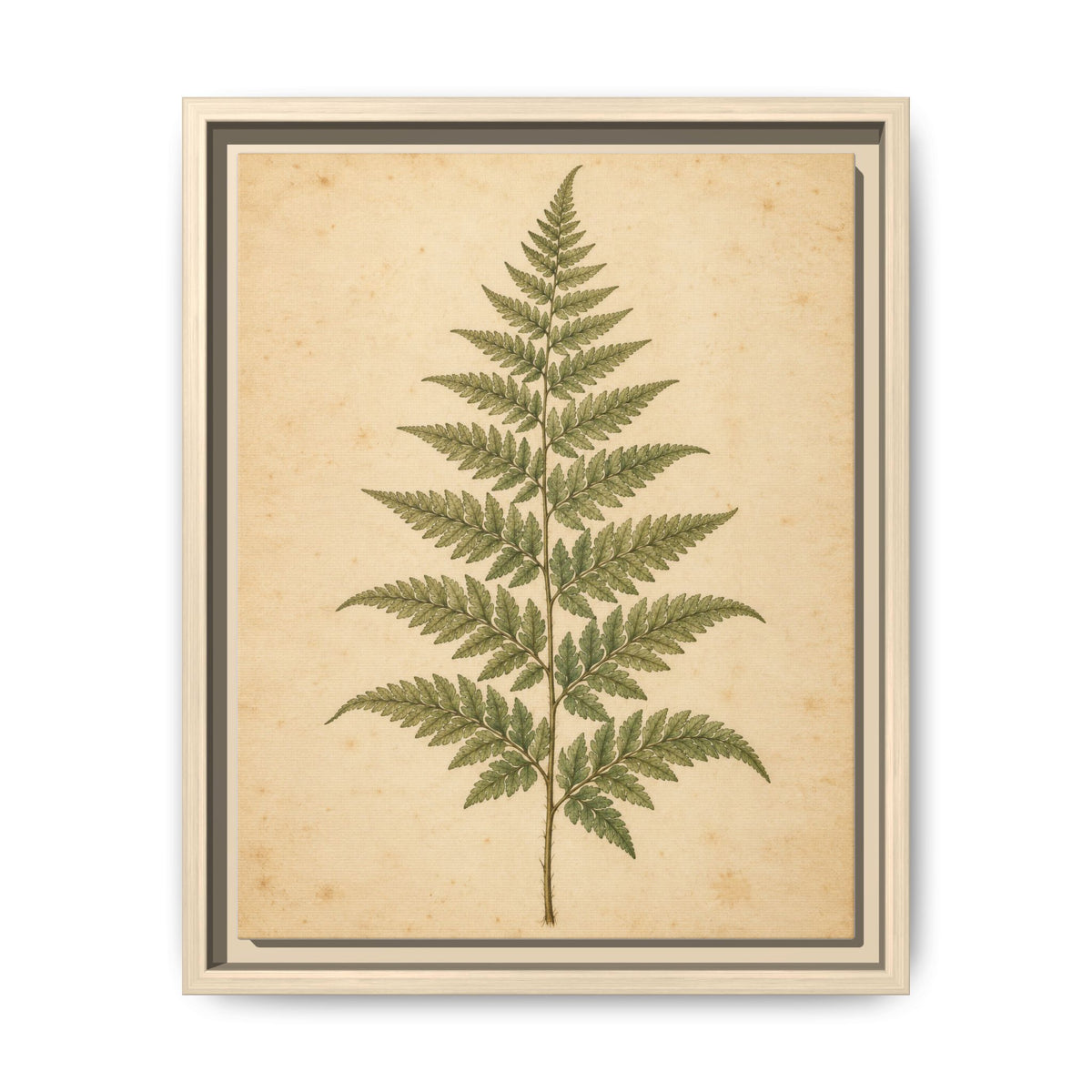 Fern Study · Framed Canvas