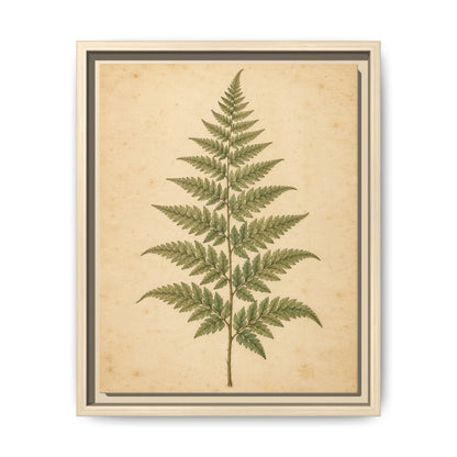 Fern Study · Framed Canvas