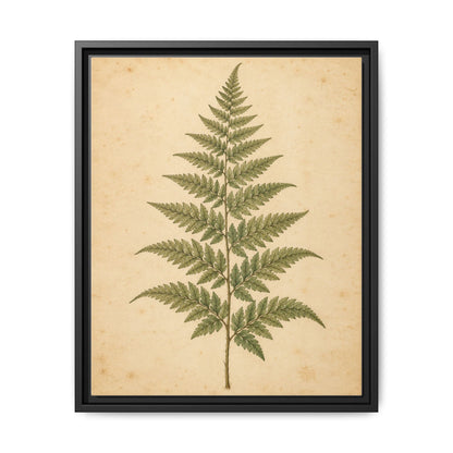 Fern Study · Framed Canvas