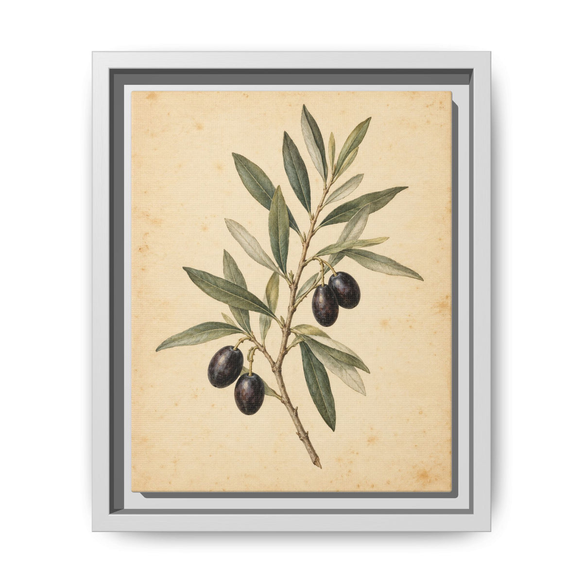 Olive Bough · Framed Canvas