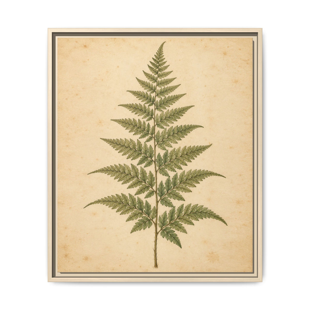 Fern Study · Framed Canvas