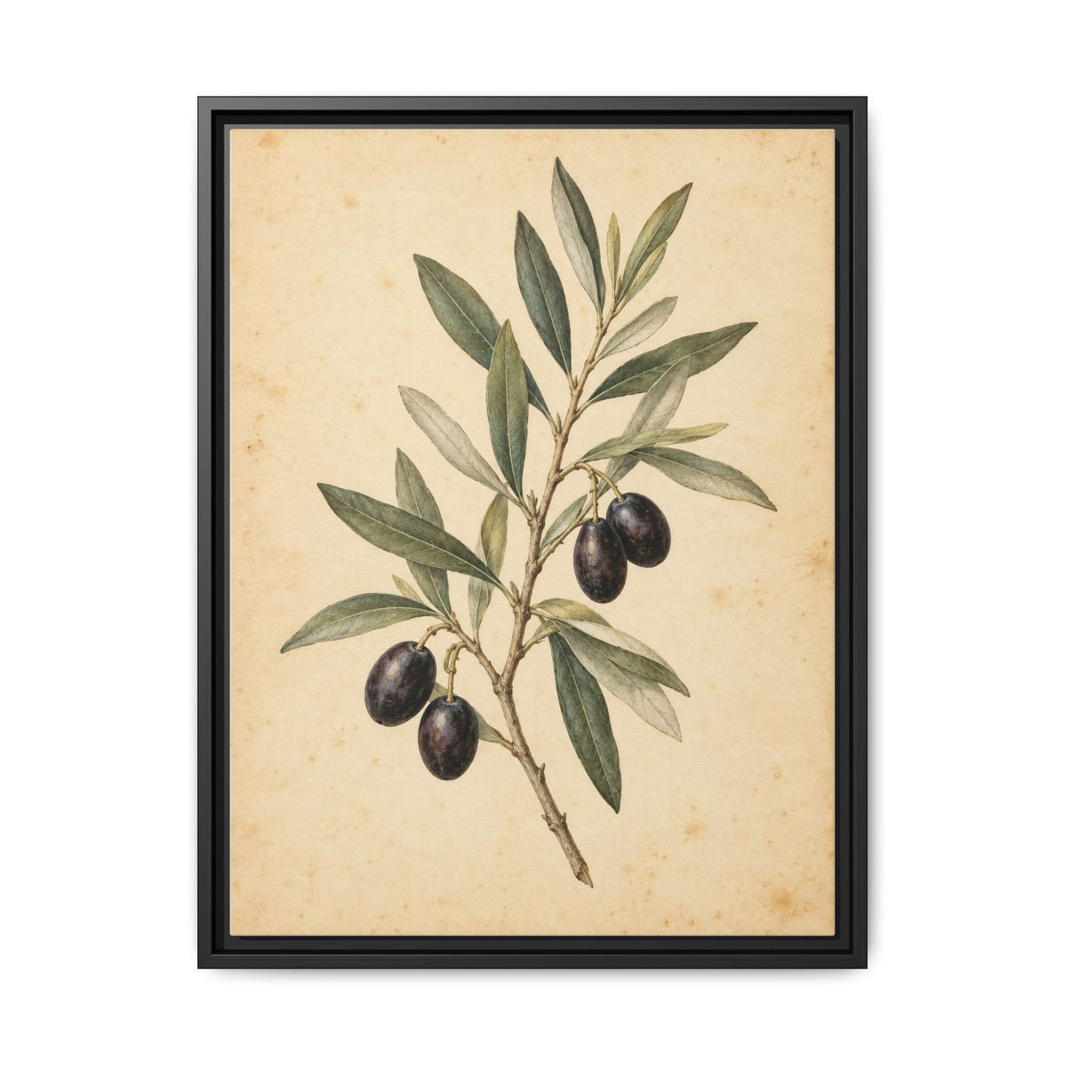Olive Bough · Framed Canvas