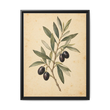 Olive Bough · Framed Canvas