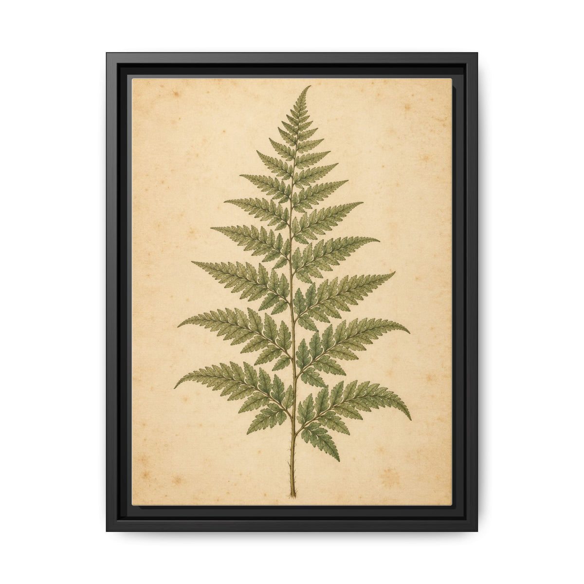 Fern Study · Framed Canvas