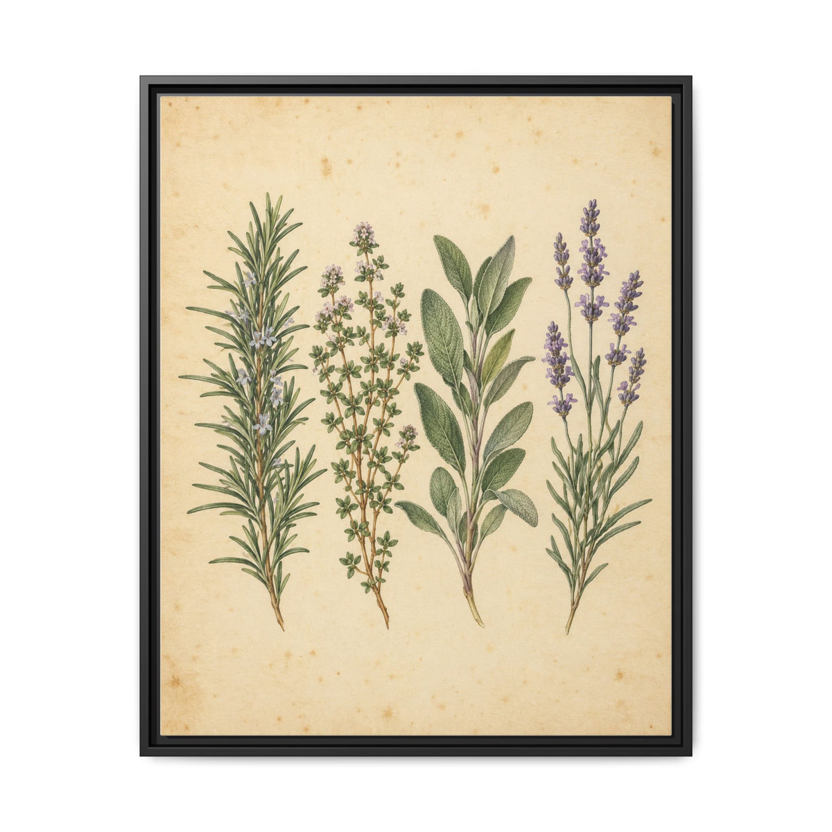 Herb Garden Study · Framed Canvas