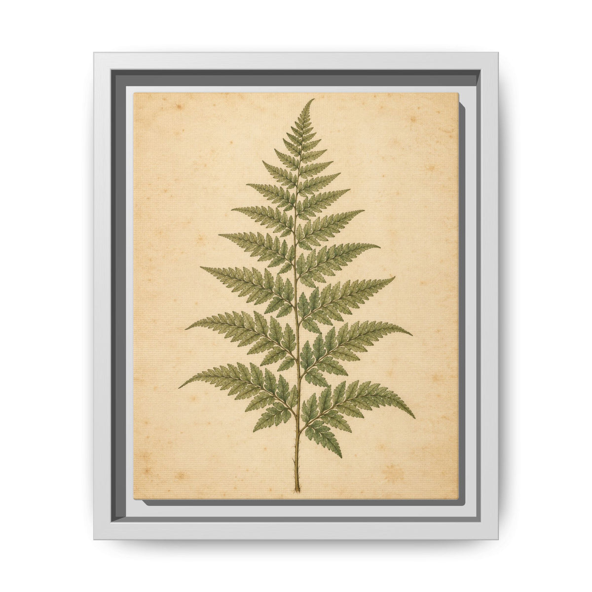 Fern Study · Framed Canvas
