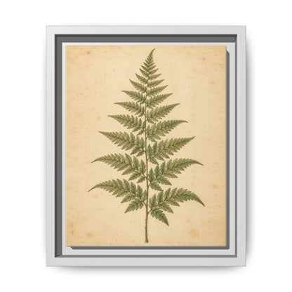 Fern Study · Framed Canvas