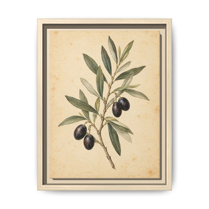 Olive Bough · Framed Canvas