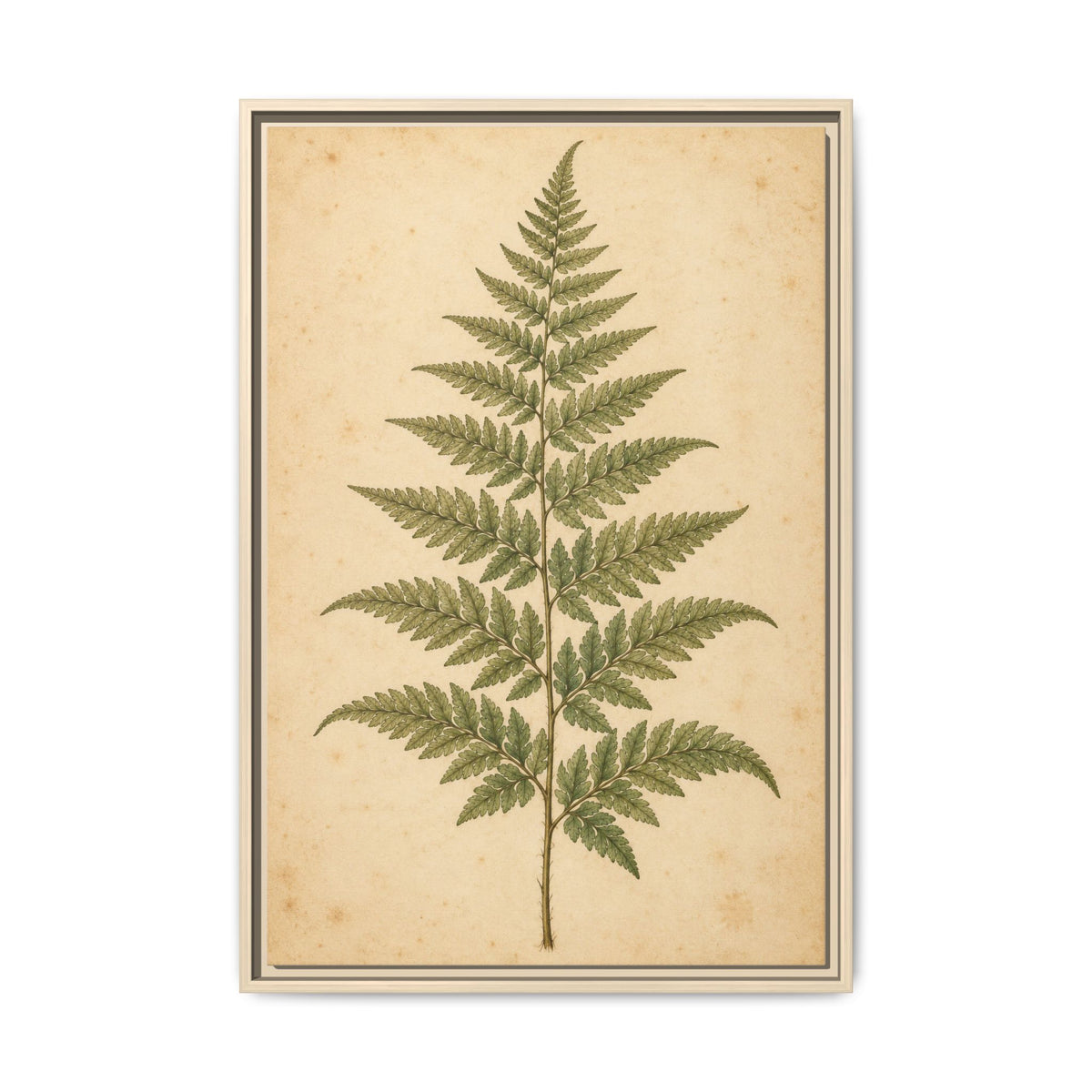 Fern Study · Framed Canvas