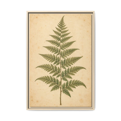 Fern Study · Framed Canvas