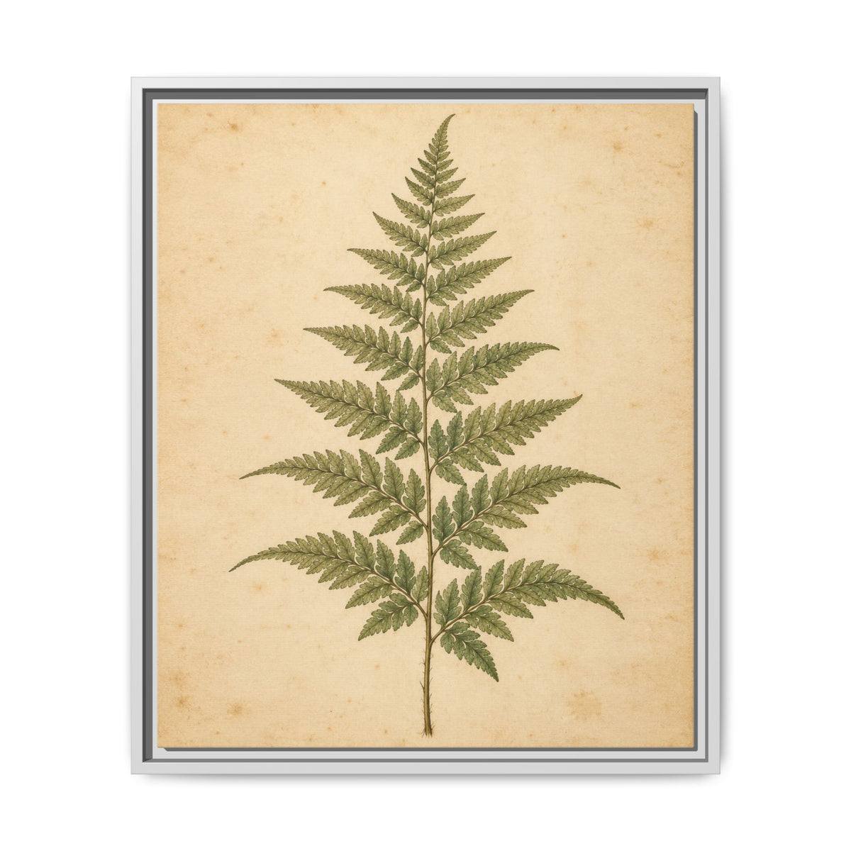 Fern Study · Framed Canvas