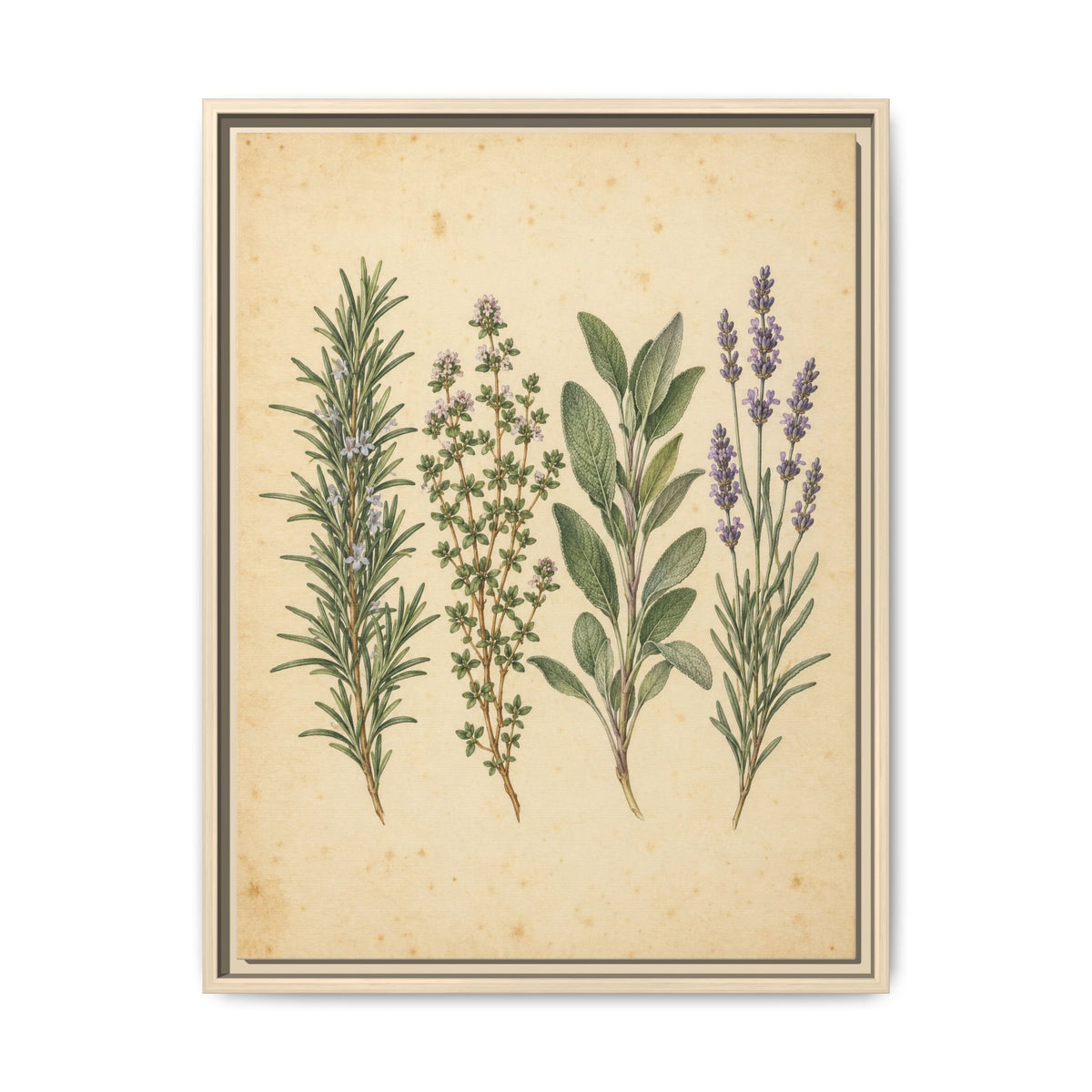 Herb Garden Study · Framed Canvas