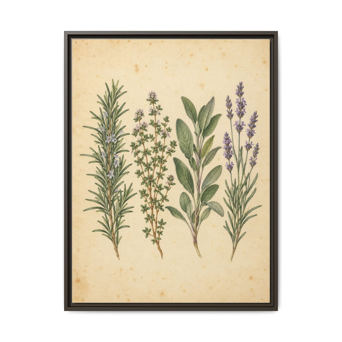 Herb Garden Study · Framed Canvas