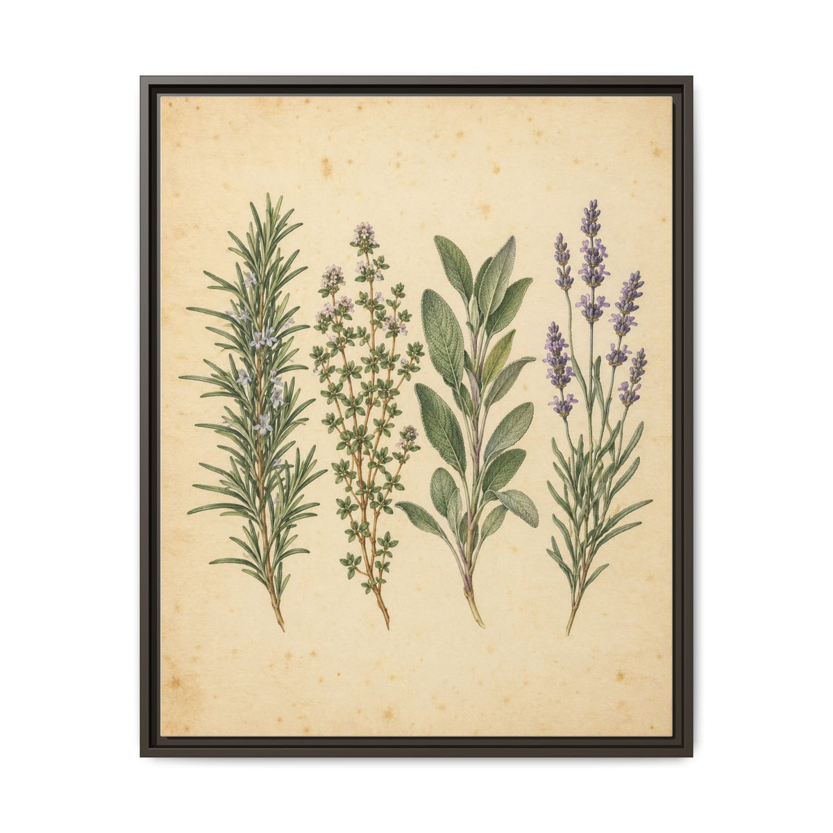 Herb Garden Study · Framed Canvas