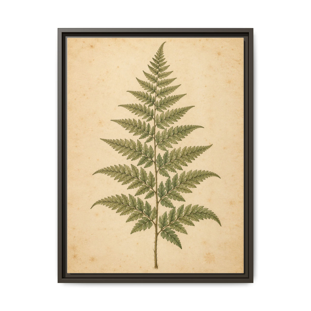 Fern Study · Framed Canvas