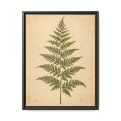 Fern Study · Framed Canvas