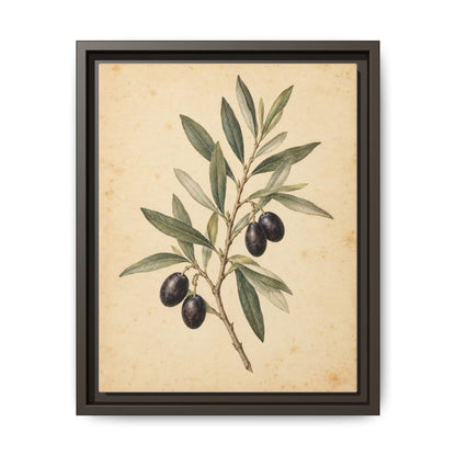 Olive Bough · Framed Canvas