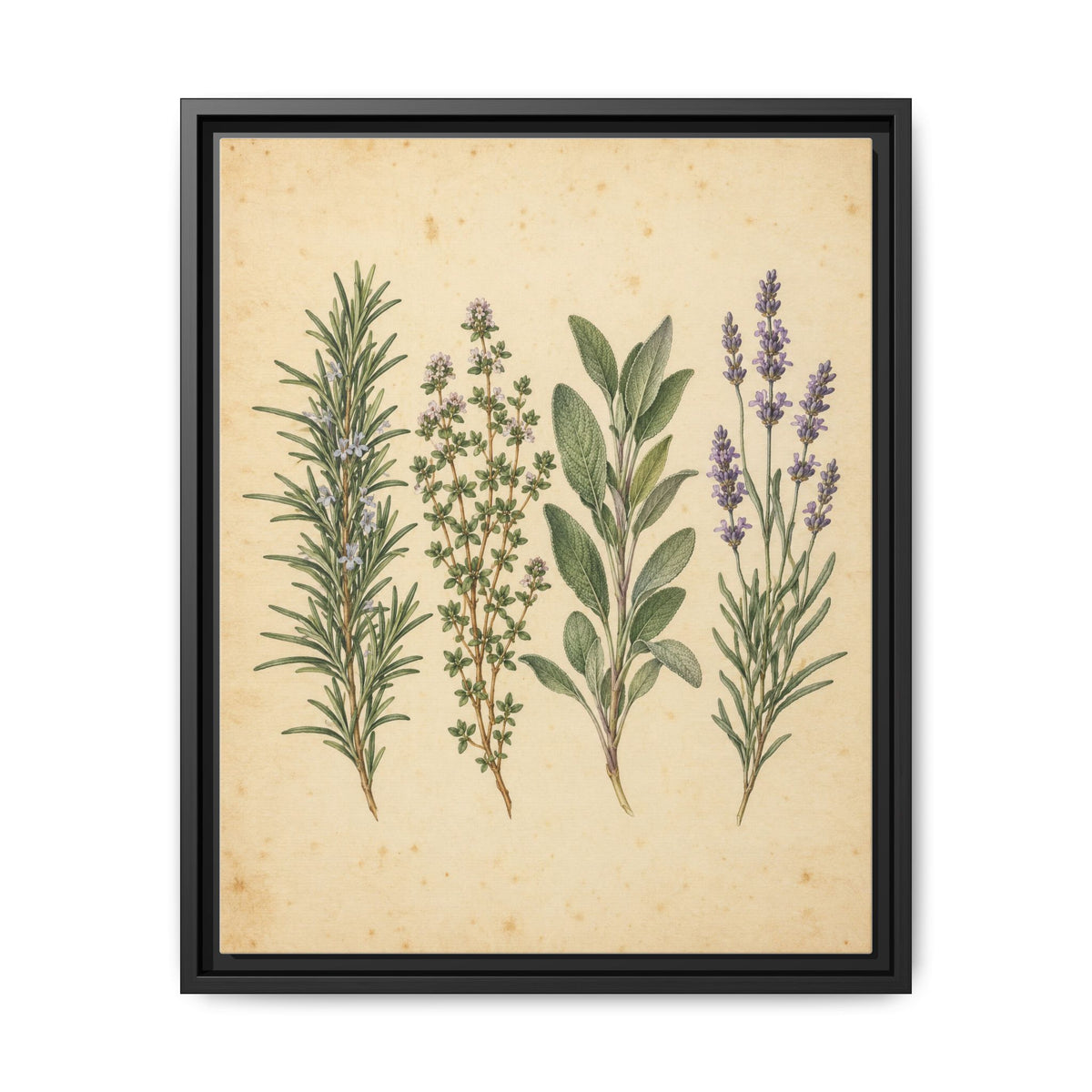 Herb Garden Study · Framed Canvas
