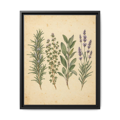 Herb Garden Study · Framed Canvas