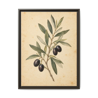 Olive Bough · Framed Canvas