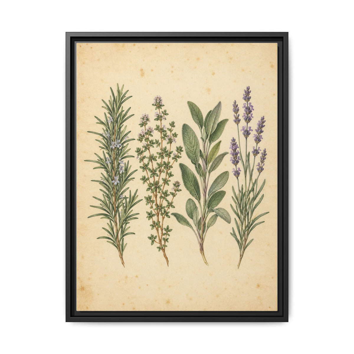 Herb Garden Study · Framed Canvas
